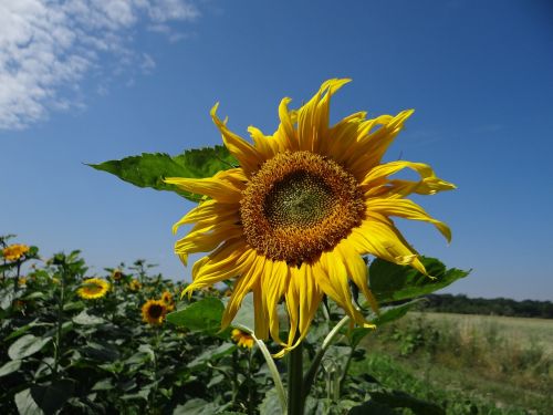 sunflower plant field