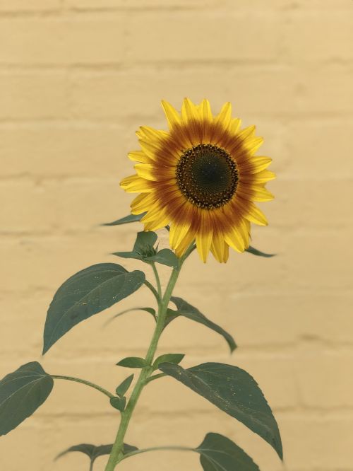 sunflower flora nature