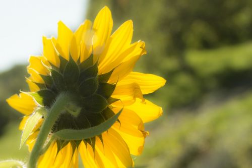 sunflower nature yellow