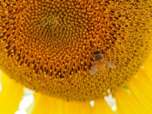sunflower yellow honeybee