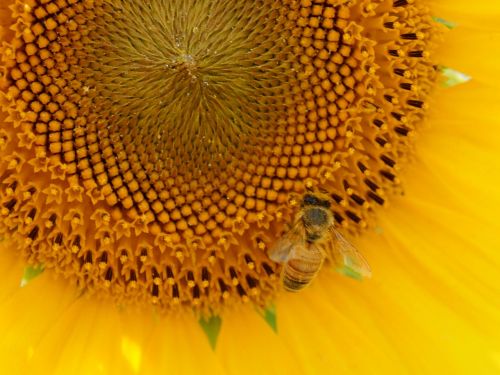 sunflower yellow honeybee