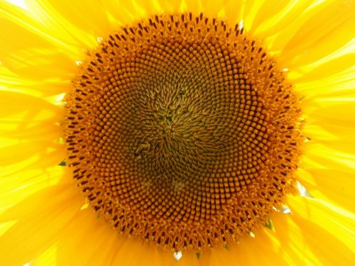 sunflower yellow summer flowers