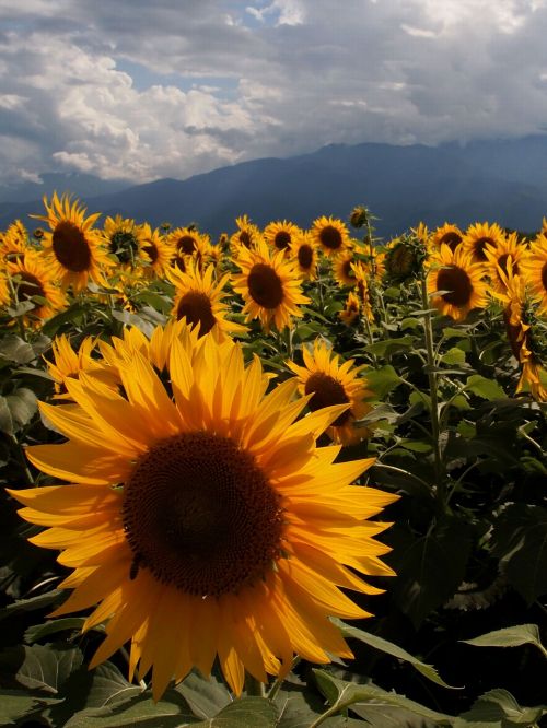 sunflower yellow sunflower field