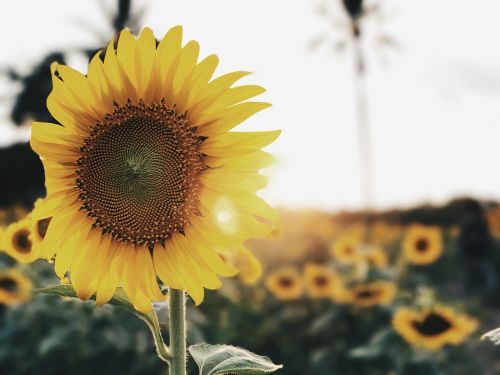 sunflower sunflowers flower