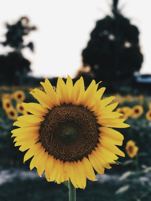 sunflower sunflowers flower