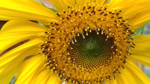 sunflower flower sun