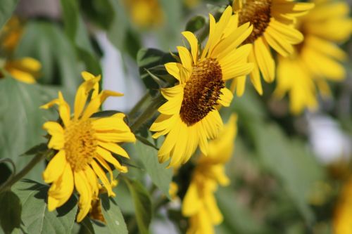 sunflower summer garden