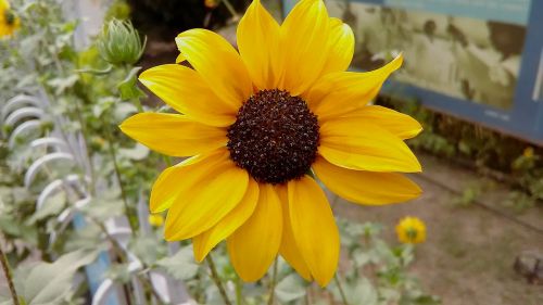 sunflower yellow flower flower