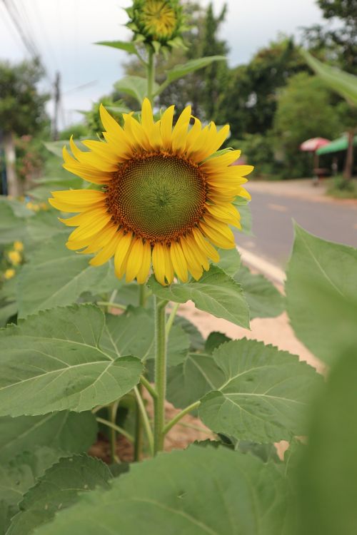 sunflower open flowers
