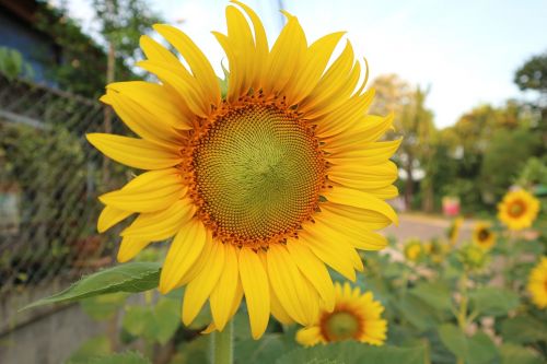 sunflower yellow flowers