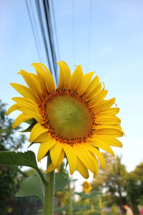 sunflower yellow flowers