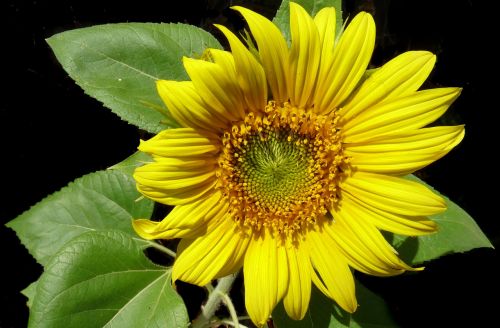 sunflower bloom garden plant