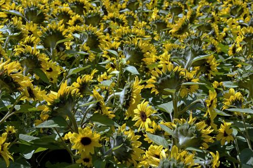 sunflower sunflower field flowers