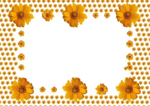 sunflower photo frame on white
