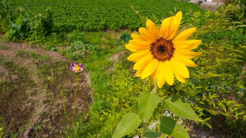 sunflower nature flowers