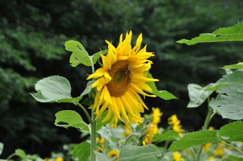 sunflower nature field