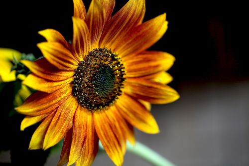 sunflower ornamental sunflower blooming sunflower