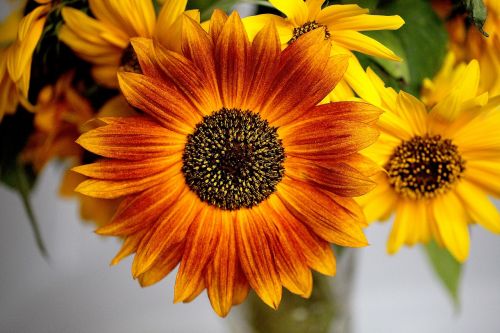 sunflower ornamental sunflower blooming sunflower