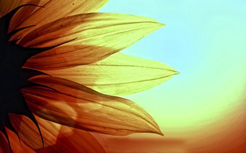 sunflower photography photo