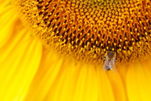 sunflower sun flower yellow