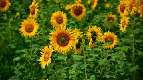 sunflower summer healthy