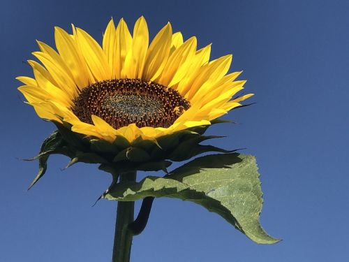 sunflower flower sunflowers