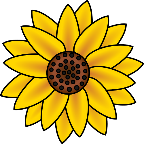sunflower blossom petals