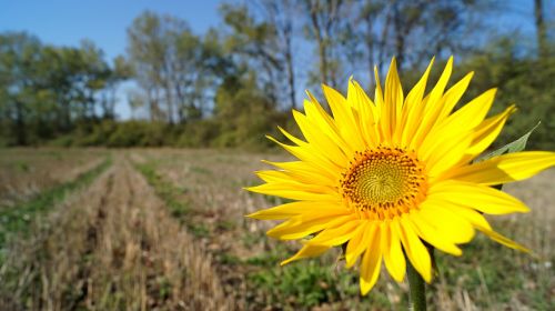 sunflower field country