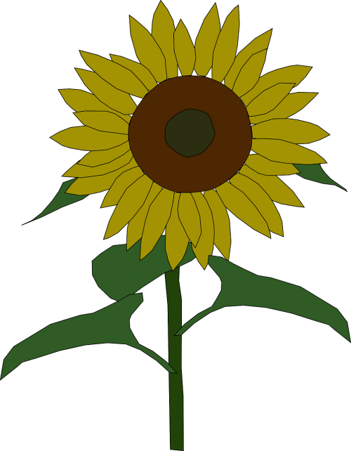 sunflower yellow sun