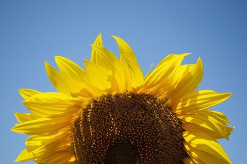 sunflower plant summer