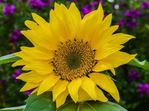 sunflower nature flower