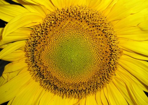 sunflower plant flower