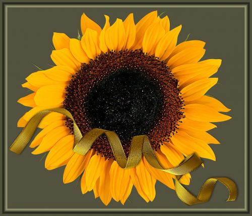 sunflower sunflowers plant