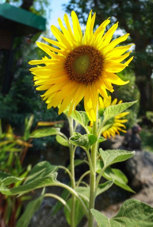 sunflower large nature