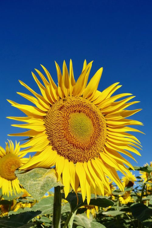 sunflower petal yellow