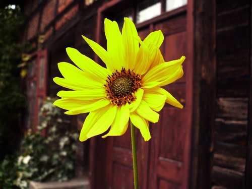 sunflower  old building  poland