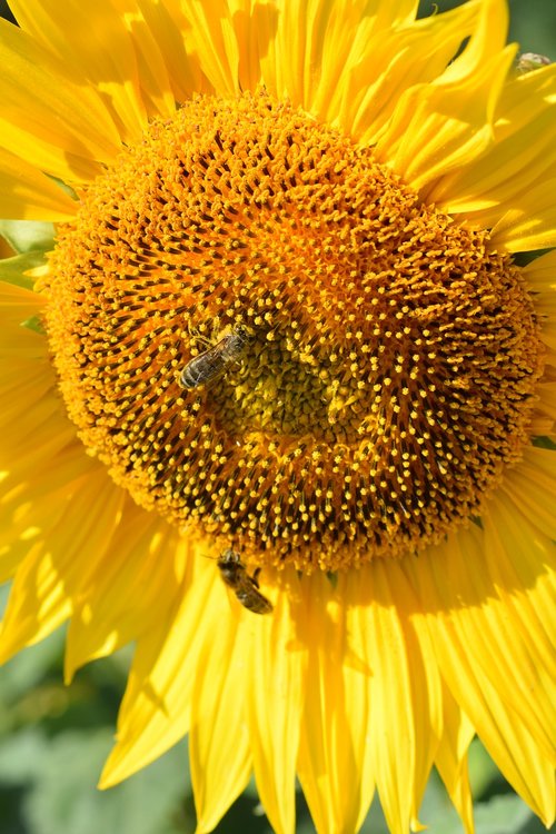 sunflower  plant  nature