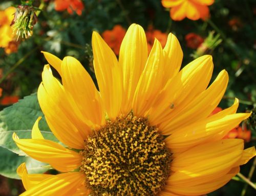 sunflower flower face