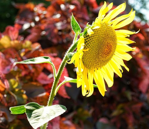 sunflower  nature  flora