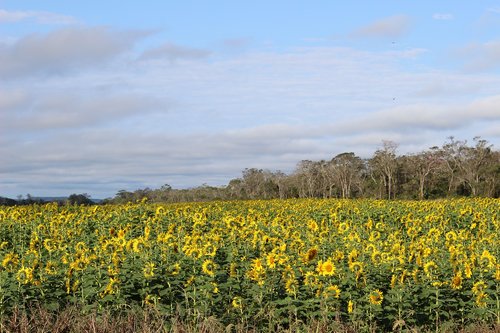 sunflower  soy  rural