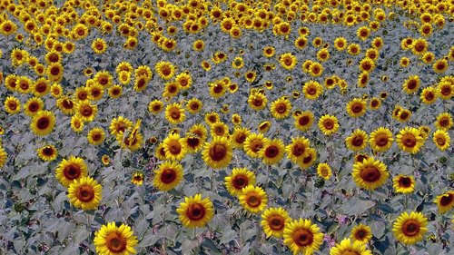 sunflower  sunflowers  sunflower fields