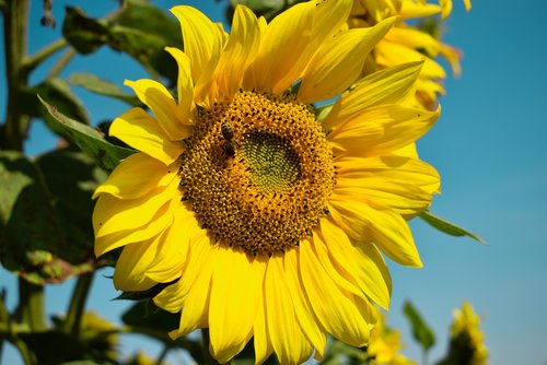 sunflower  summer