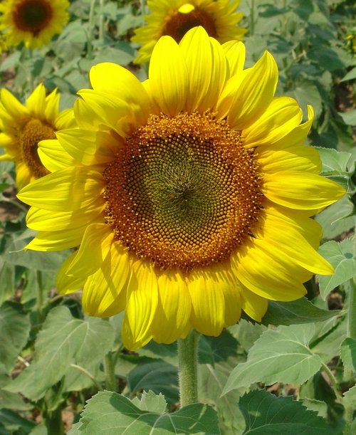 sunflower  flower  yellow