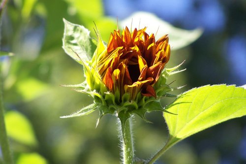 sunflower  sunshine  flower