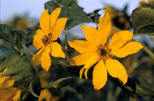 sunflower  nature  light