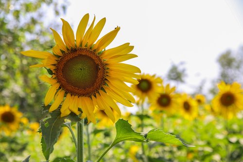 sunflower  flower  green