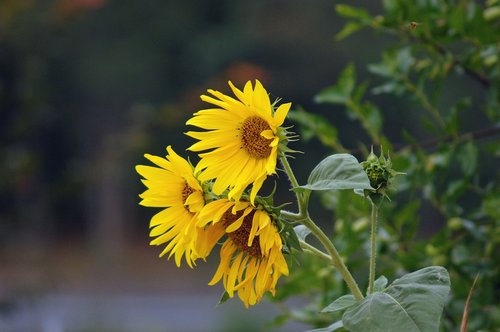 sunflower  yellow  green