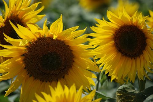 sunflower wildflower summer