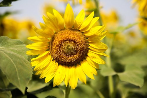 sunflower  nature  flower