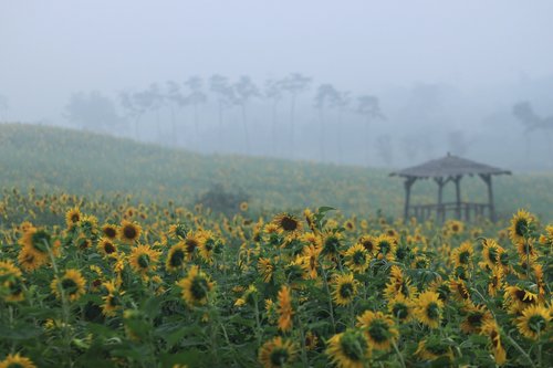 sunflower  sunflower fields  nature
